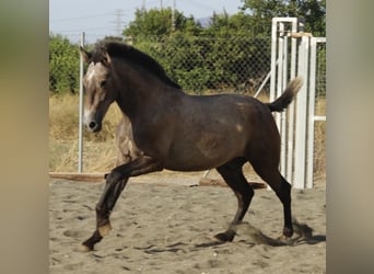 PRE Mix, Hengst, 1 Jahr, 164 cm, Schimmel
