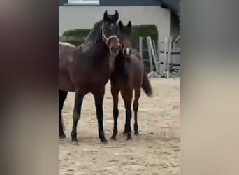 PRE Mix, Hengst, 1 Jahr, 165 cm, Brauner