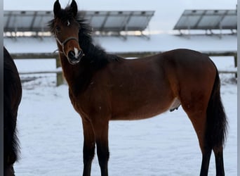 PRE, Hengst, 1 Jahr, 165 cm, Brauner