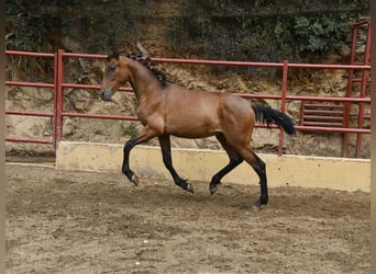 PRE Mix, Hengst, 1 Jahr, 165 cm, Brauner