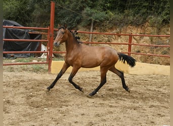 PRE Mix, Hengst, 1 Jahr, 165 cm, Brauner