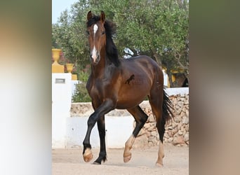 PRE Mix, Hengst, 1 Jahr, 165 cm, Brauner