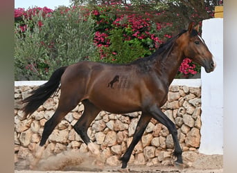 PRE Mix, Hengst, 1 Jahr, 165 cm, Brauner