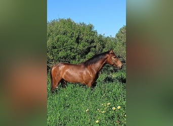 PRE, Hengst, 1 Jahr, 165 cm, Buckskin