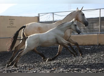 PRE Mix, Hengst, 1 Jahr, 165 cm, Cremello
