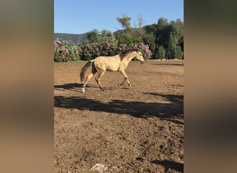 PRE Mix, Hengst, 1 Jahr, 165 cm, Falbe