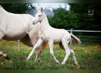 PRE, Hengst, 1 Jahr, 165 cm, Falbe