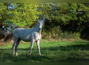 PRE, Hengst, 1 Jahr, 165 cm, Falbe