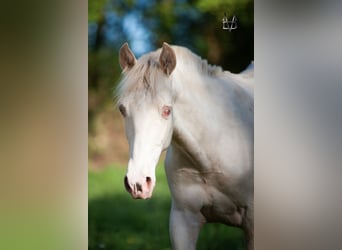 PRE, Hengst, 1 Jahr, 165 cm, Falbe