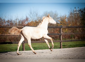 PRE, Hengst, 1 Jahr, 165 cm, Falbe