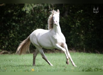 PRE, Hengst, 1 Jahr, 165 cm, Falbe