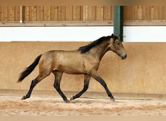 PRE Mix, Hengst, 1 Jahr, 165 cm, Falbe