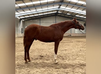 PRE Mix, Hengst, 1 Jahr, 165 cm, Fuchs