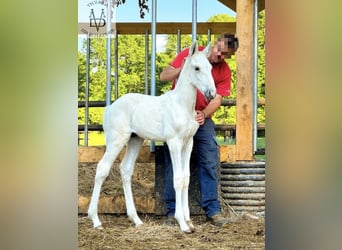 PRE Mix, Hengst, 1 Jahr, 165 cm, Palomino