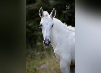 PRE Mix, Hengst, 1 Jahr, 165 cm, Palomino