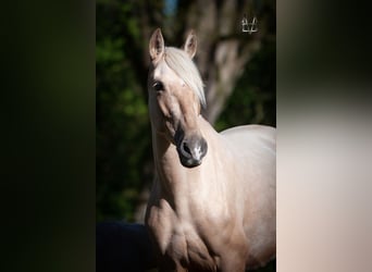 PRE Mix, Hengst, 1 Jahr, 165 cm, Palomino