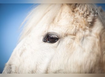 PRE Mix, Hengst, 1 Jahr, 165 cm, Palomino