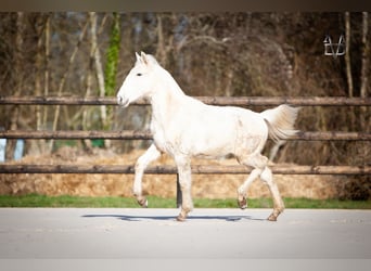 PRE Mix, Hengst, 1 Jahr, 165 cm, Palomino