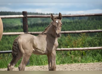 PRE, Hengst, 1 Jahr, 165 cm, Pearl