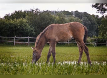 PRE, Hengst, 1 Jahr, 165 cm, Rappe