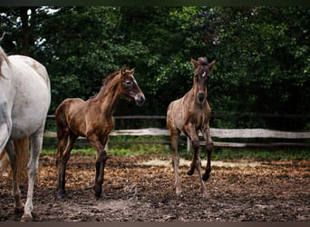 PRE, Hengst, 1 Jahr, 165 cm, Rappe