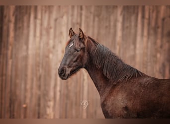 PRE, Hengst, 1 Jahr, 165 cm, Rappe