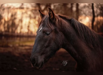 PRE, Hengst, 1 Jahr, 165 cm, Rappe