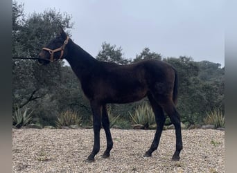 PRE Mix, Hengst, 1 Jahr, 165 cm, Schimmel