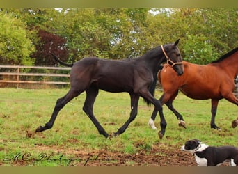 PRE, Hengst, 1 Jahr, 166 cm, Rappschimmel