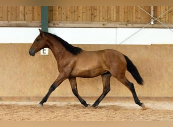 PRE Mix, Hengst, 1 Jahr, 167 cm, Brauner