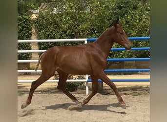 PRE Mix, Hengst, 1 Jahr, 167 cm, Fuchs