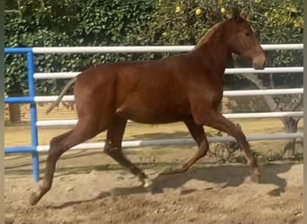 PRE Mix, Hengst, 1 Jahr, 167 cm, Fuchs