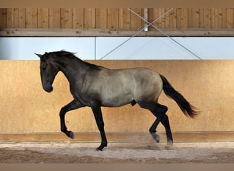 PRE Mix, Hengst, 1 Jahr, 167 cm, Schimmel