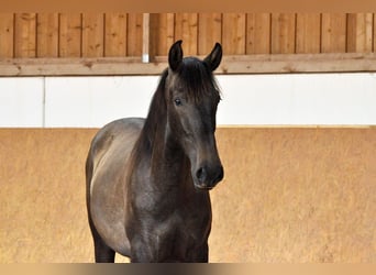 PRE Mix, Hengst, 1 Jahr, 167 cm, Schimmel