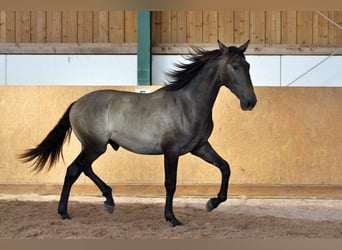 PRE Mix, Hengst, 1 Jahr, 167 cm, Schimmel