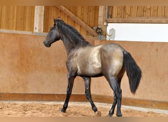 PRE Mix, Hengst, 1 Jahr, 167 cm, Schimmel
