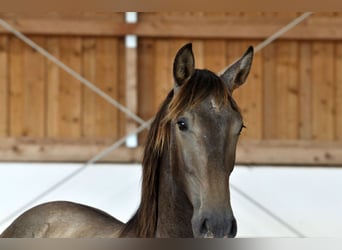 PRE Mix, Hengst, 1 Jahr, 167 cm, Schimmel