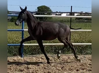 PRE Mix, Hengst, 1 Jahr, 167 cm, Schimmel