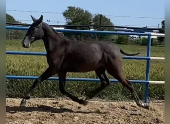 PRE, Hengst, 1 Jahr, 167 cm, Schimmel