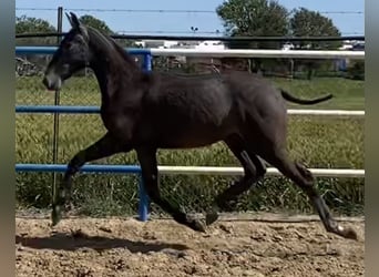 PRE Mix, Hengst, 1 Jahr, 167 cm, Schimmel