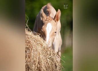 PRE Mix, Hengst, 1 Jahr, 168 cm, Champagne