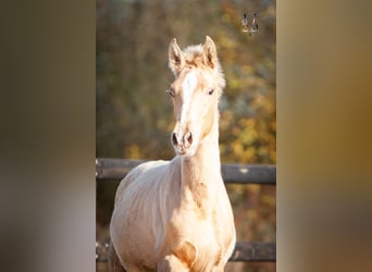 PRE Mix, Hengst, 1 Jahr, 168 cm, Champagne