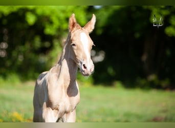 PRE Mix, Hengst, 1 Jahr, 168 cm, Champagne