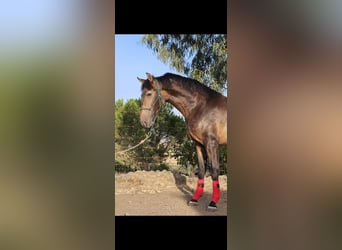 PRE, Hengst, 1 Jahr, 169 cm, Falbe