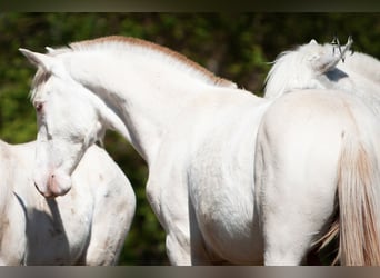 PRE, Hengst, 1 Jahr, 170 cm, Falbe