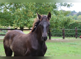 PRE Mix, Hengst, 1 Jahr, 170 cm, Rappe