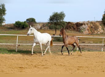 PRE, Hengst, 1 Jahr, 170 cm, Schimmel