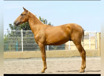 PRE Mix, Hengst, 1 Jahr, 172 cm, Palomino