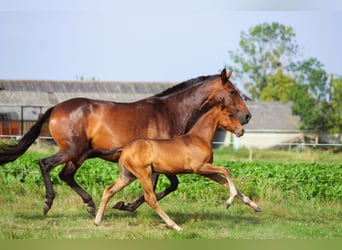 PRE, Hengst, 1 Jahr, Brauner