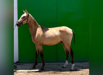 PRE, Hengst, 1 Jahr, Brauner